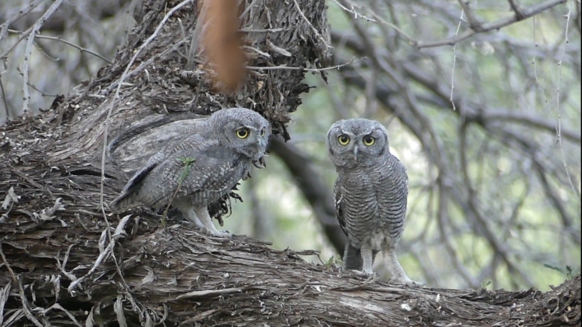 Western Screech-Owl - Dennis Wolter