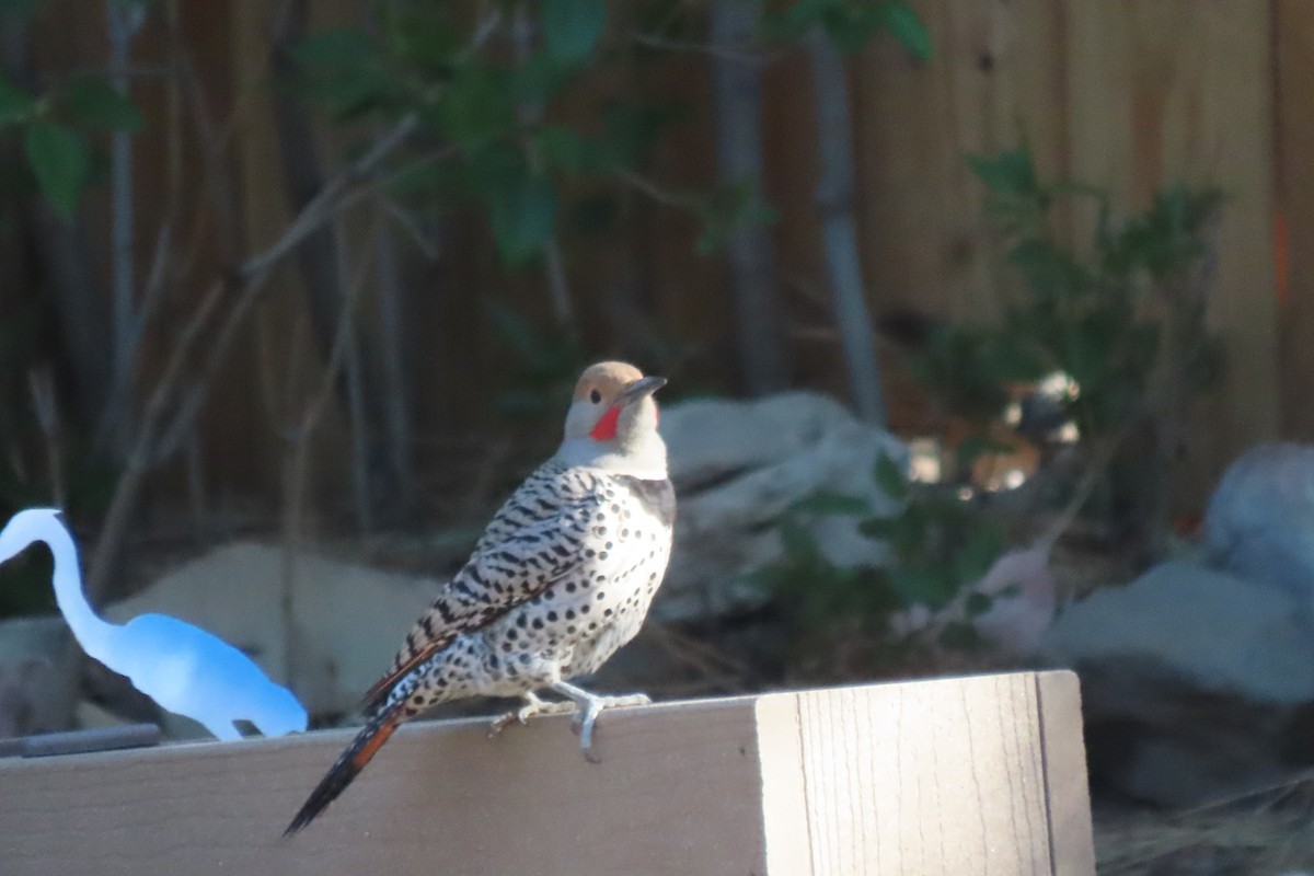 Northern Flicker - Becky Turley