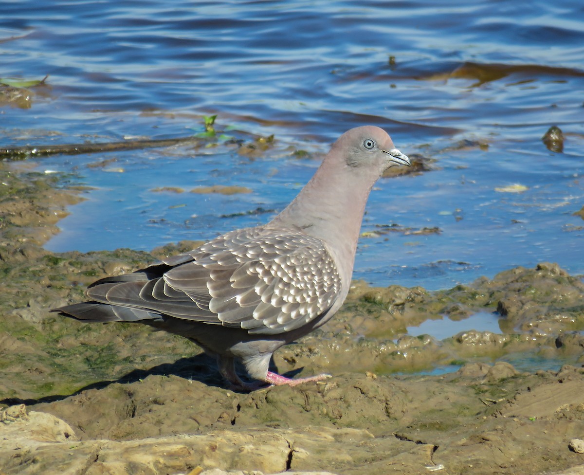 Spot-winged Pigeon - Marisel Morales