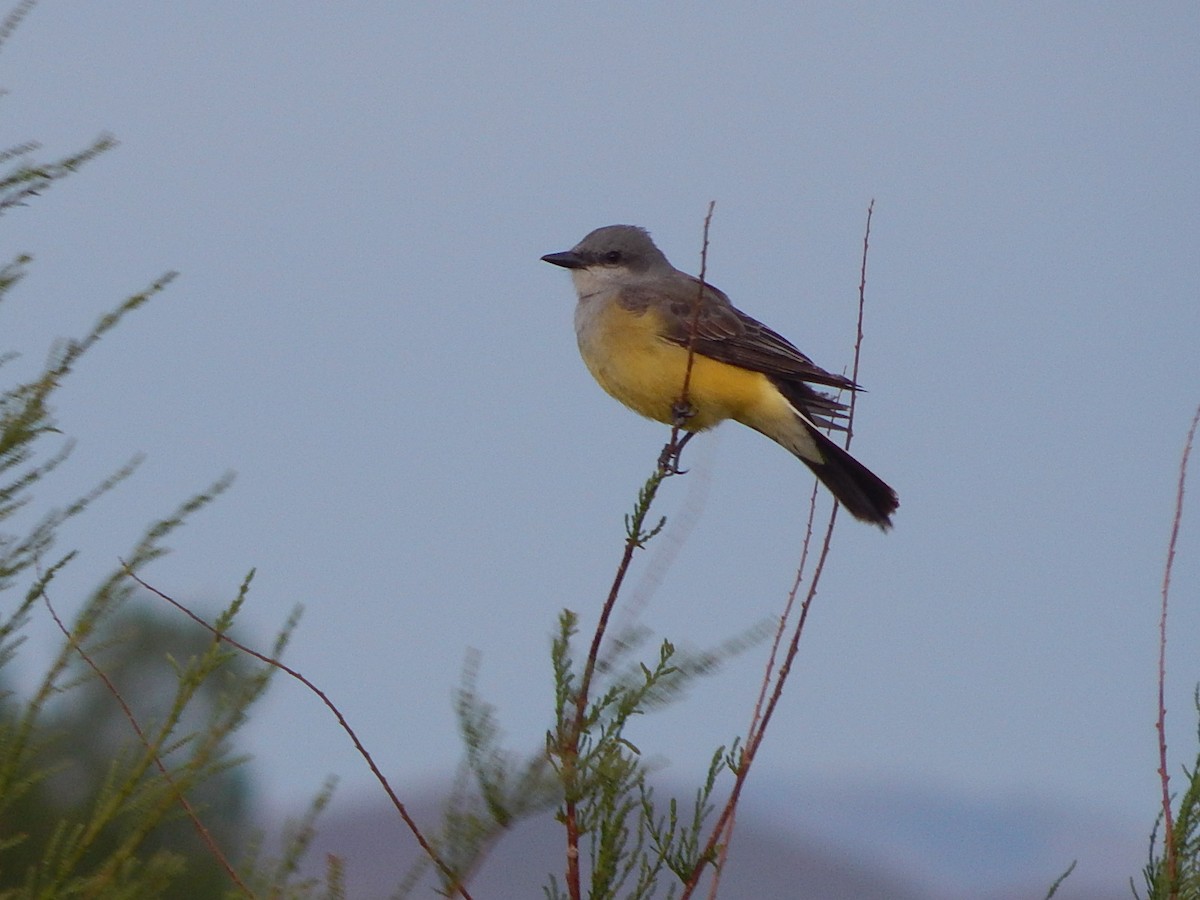 Western Kingbird - Lawson Bishop