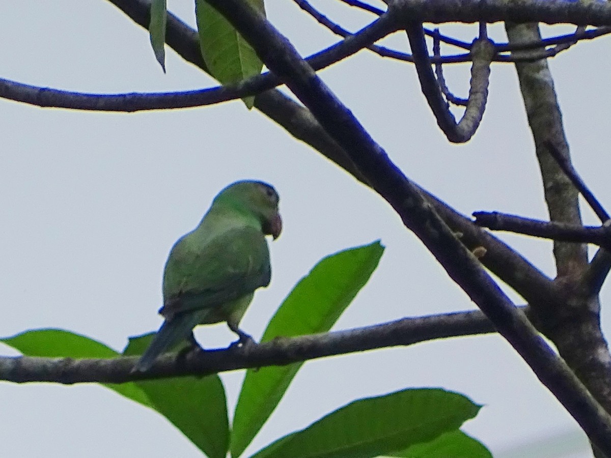 Layard's Parakeet - Sri Srikumar