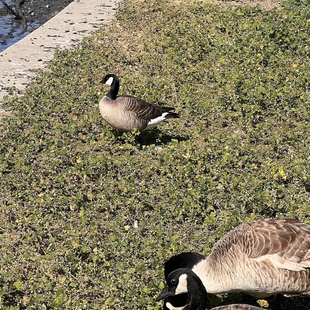 Cackling Goose - Peggy Rehm