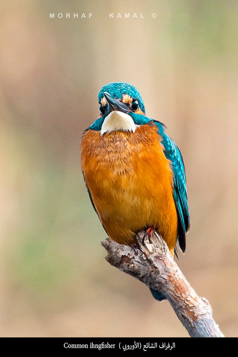 Common Kingfisher - Morhaf Kamal