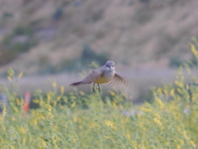 Western Kingbird - Lawson Bishop