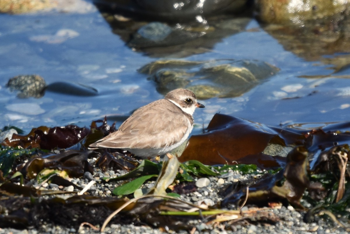 Semipalmated Plover - ML619473331