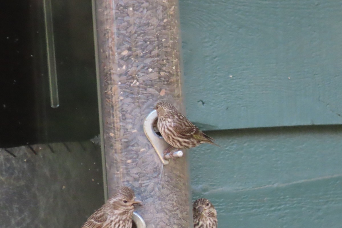 Pine Siskin - Becky Turley