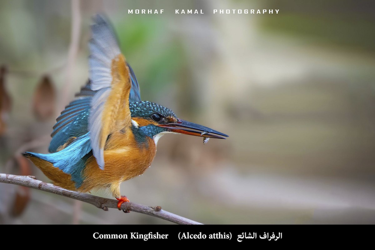 Common Kingfisher - Morhaf Kamal