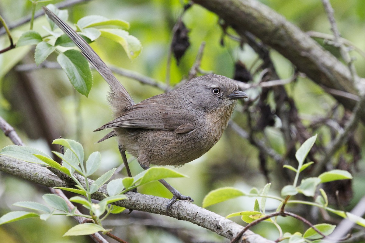 Wrentit - Tommy Quarles