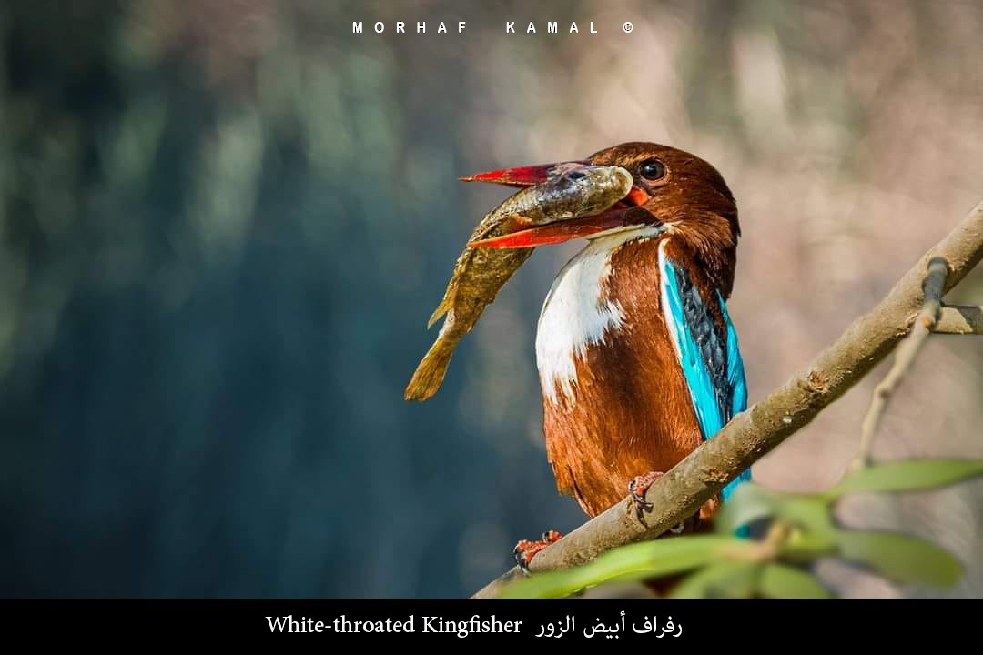 White-throated Kingfisher - Morhaf Kamal