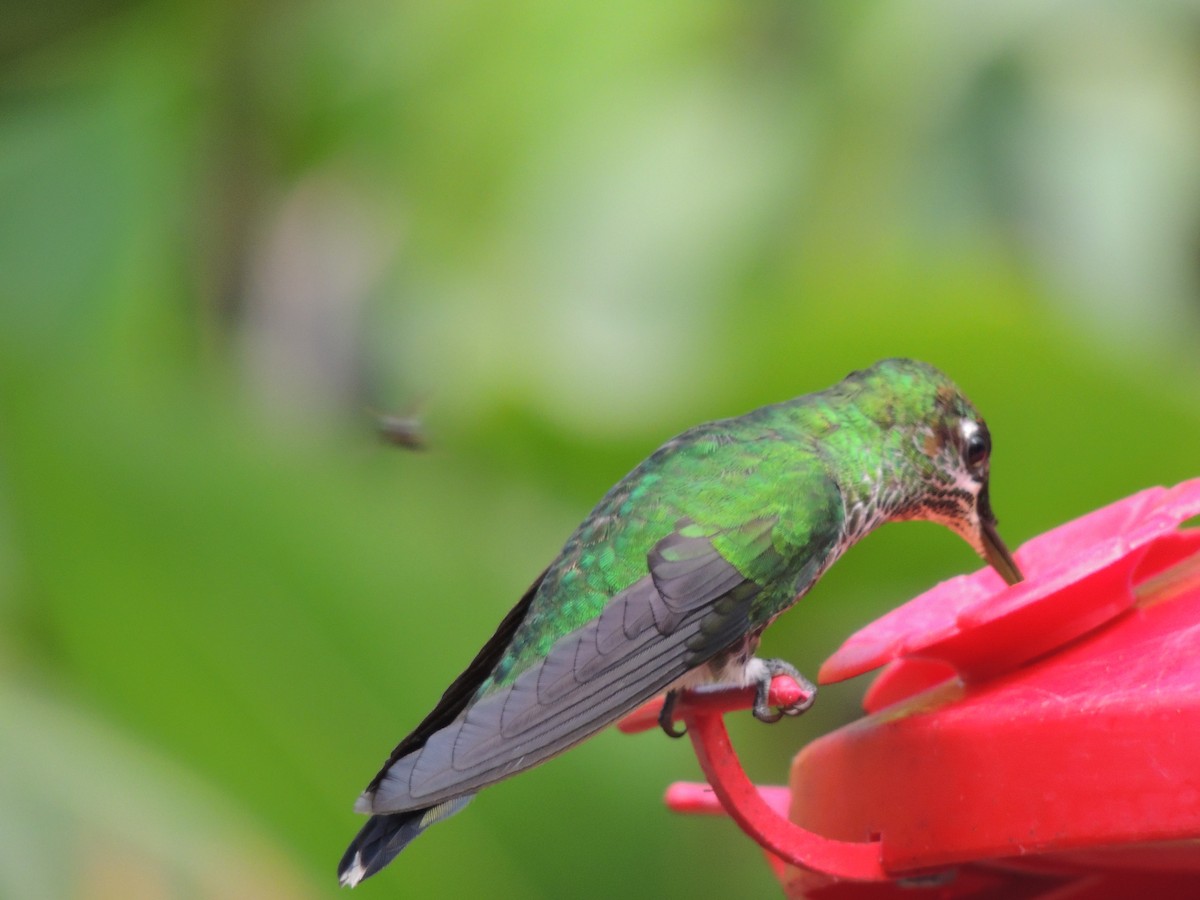 Green-crowned Brilliant - Roger Lambert