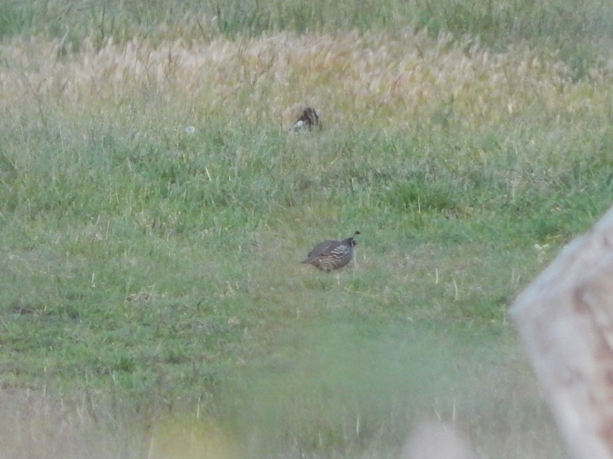 California Quail - Lawson Bishop