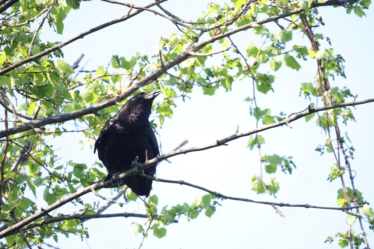 American Crow - Anonymous