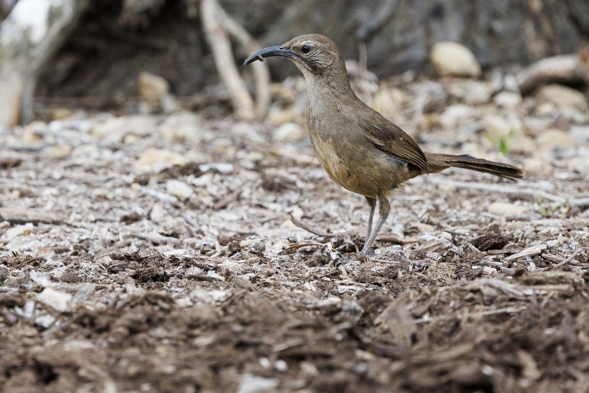 California Thrasher - Tommy Quarles