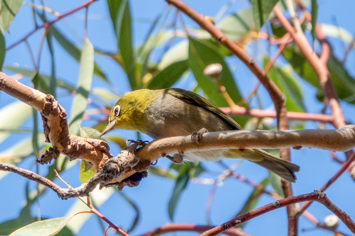 Silvereye - Geoffrey Groom