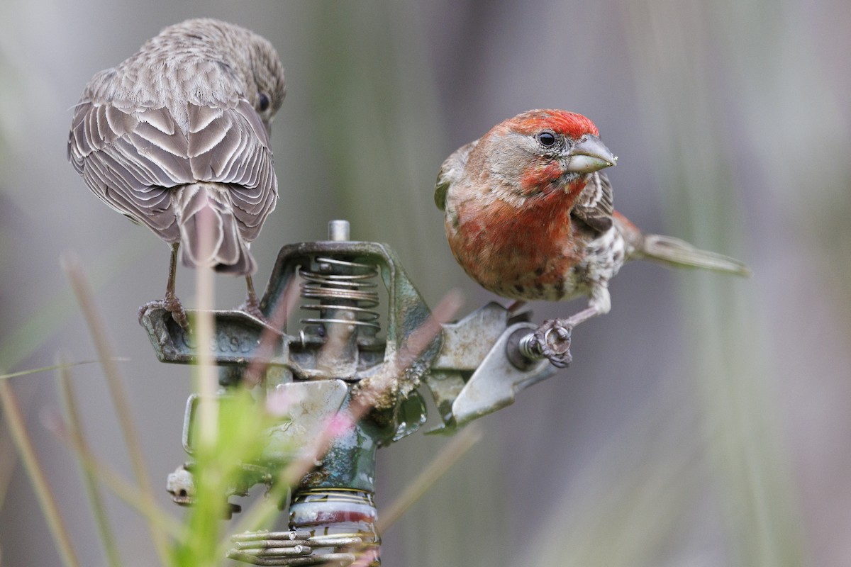 House Finch - Tommy Quarles