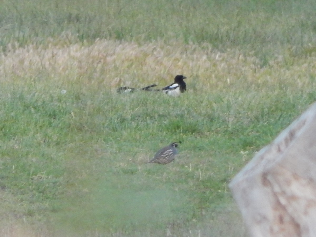 Black-billed Magpie - Lawson Bishop