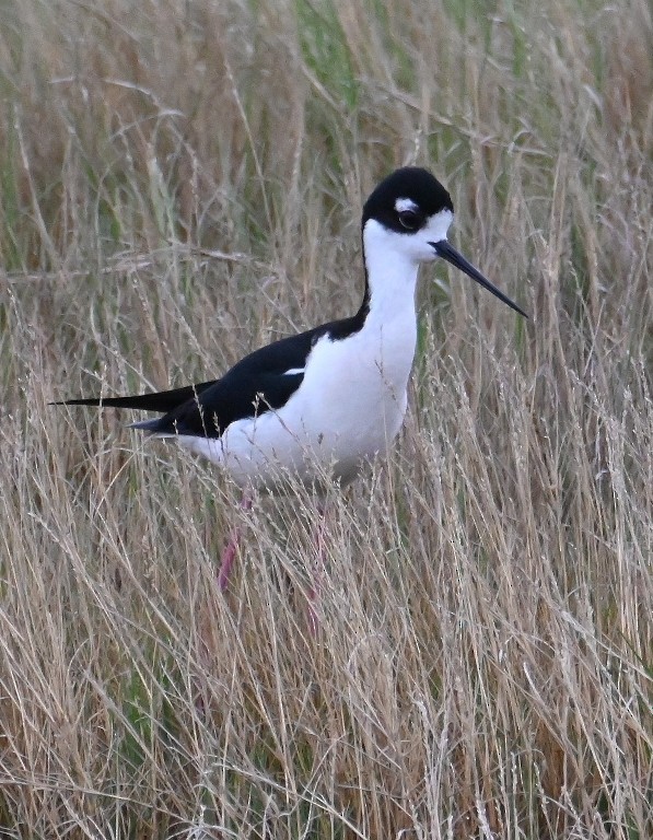 Black-necked Stilt - Steve Davis