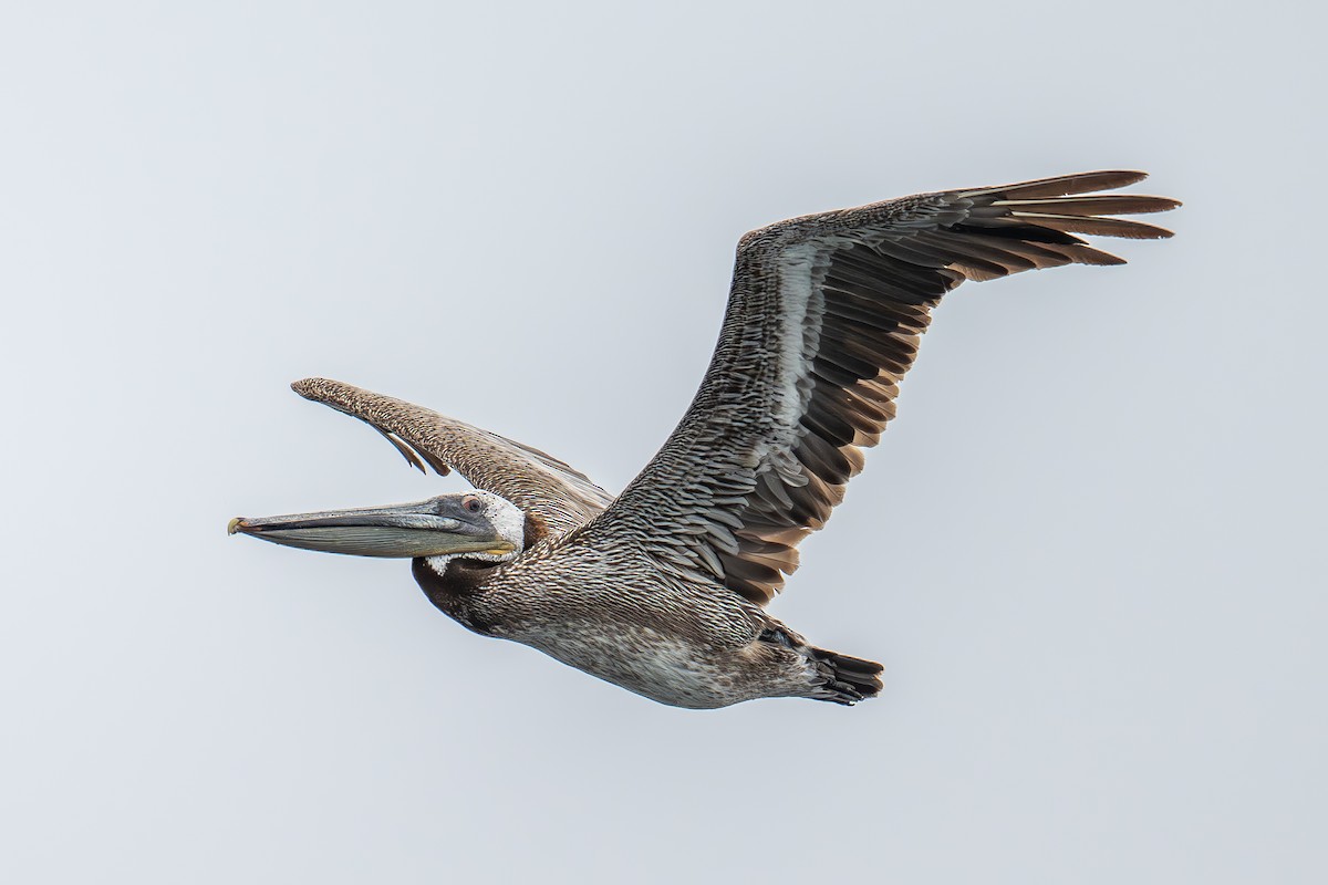 Brown Pelican - Xiang Gao