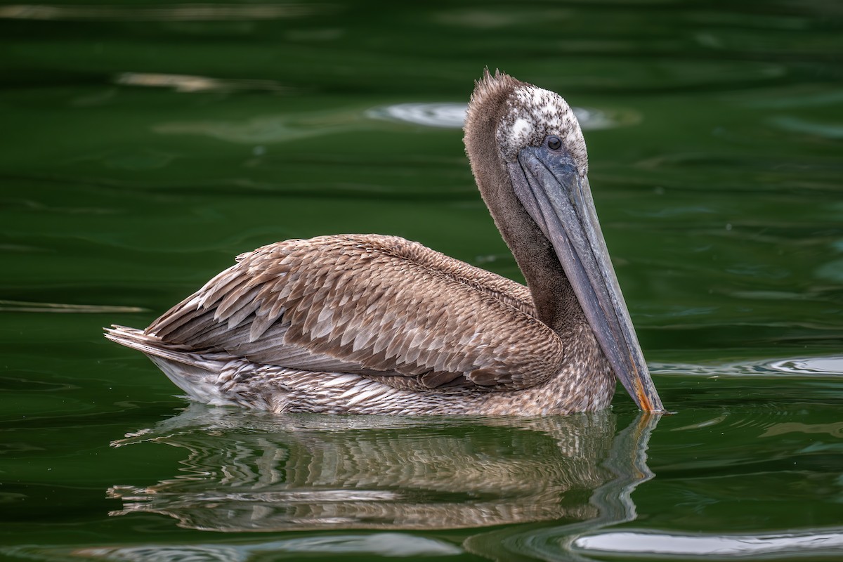 Brown Pelican - Xiang Gao