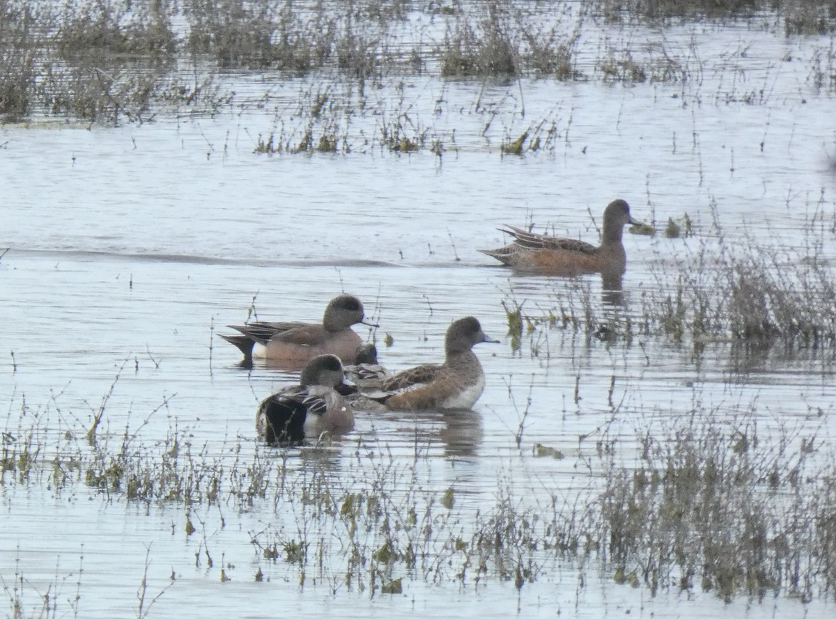 American Wigeon - Liam Huber