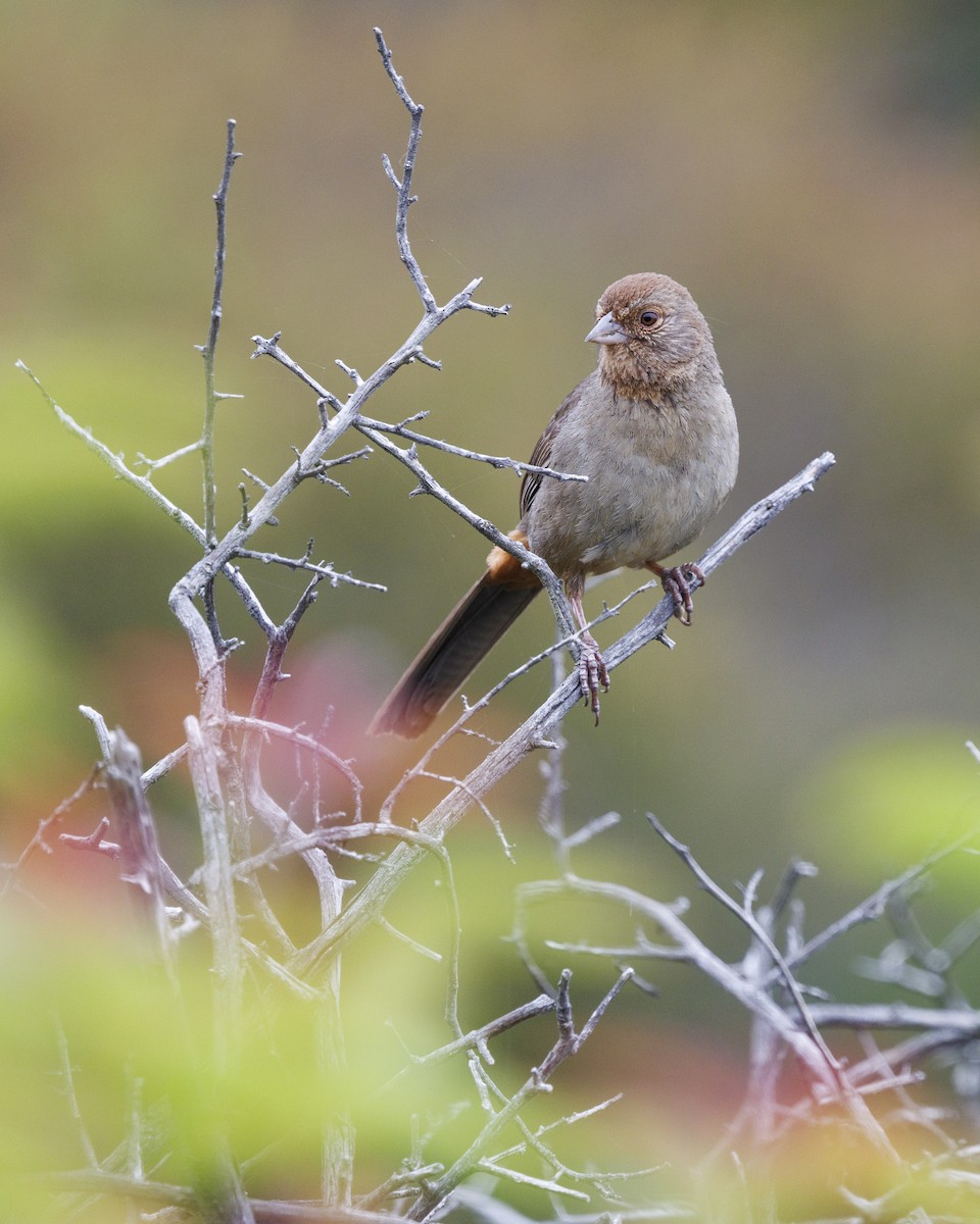 California Towhee - Tommy Quarles