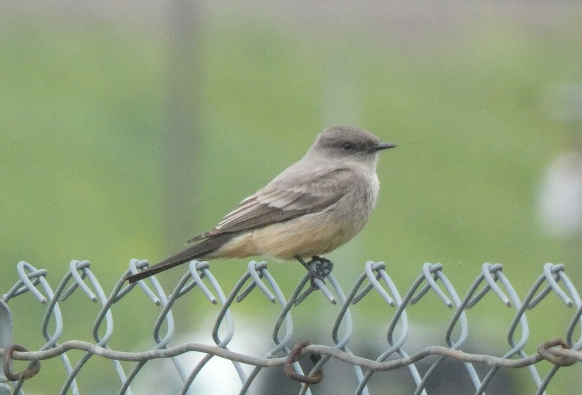 Say's Phoebe - Liam Huber