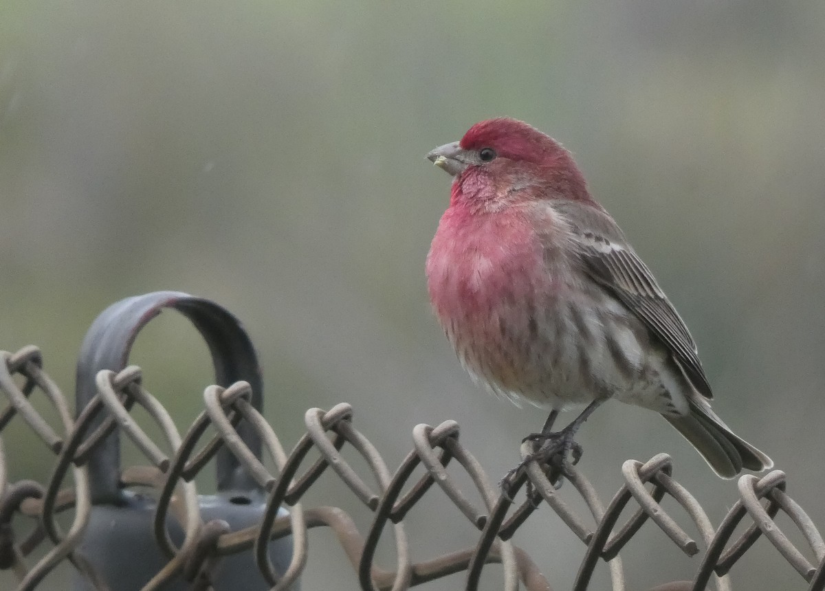 House Finch - Liam Huber