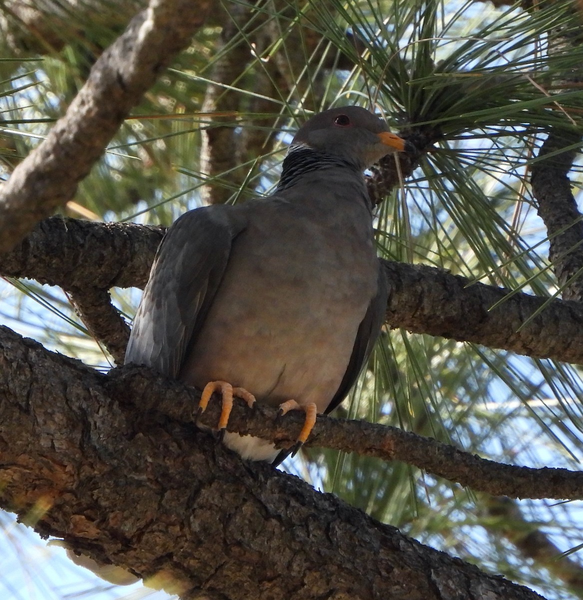 Band-tailed Pigeon - Michelle Haglund