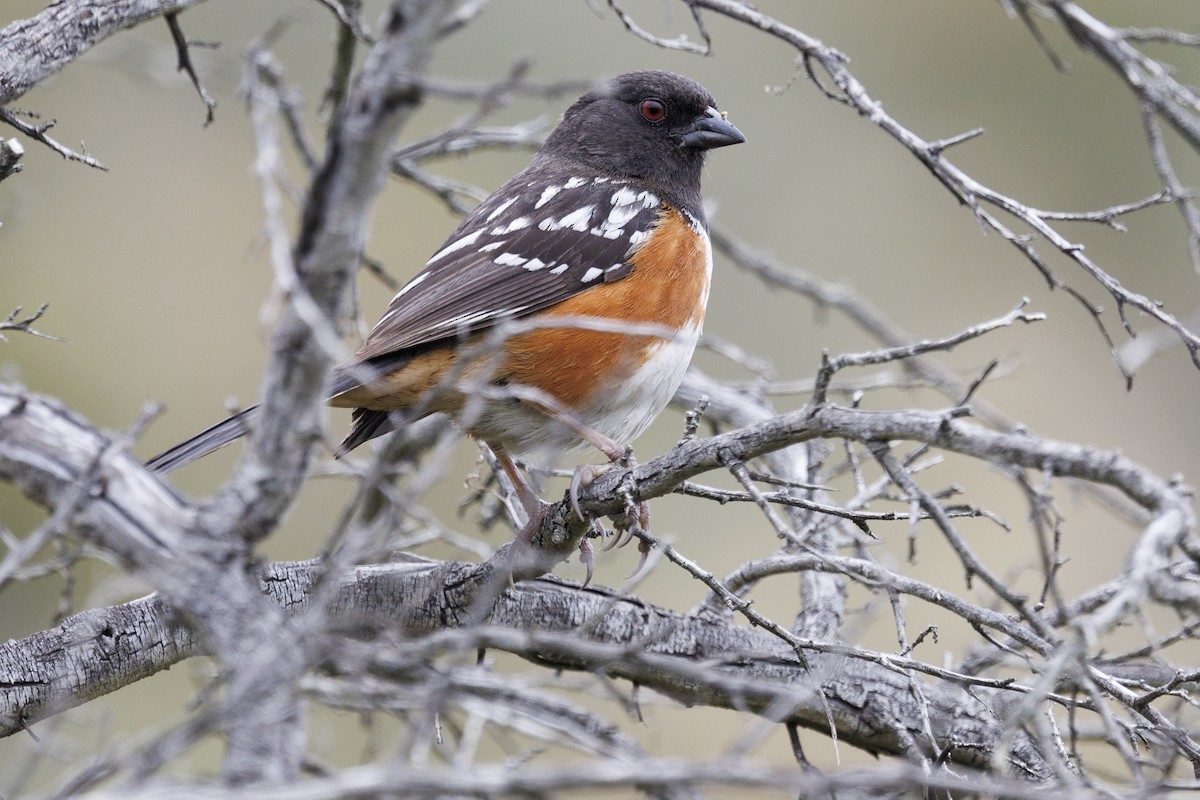 Spotted Towhee - Tommy Quarles