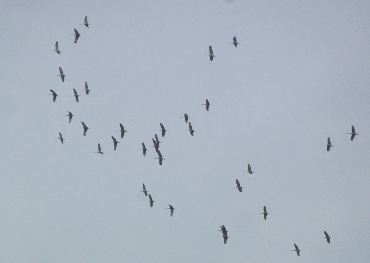 Sandhill Crane (tabida/rowani) - ML619473377