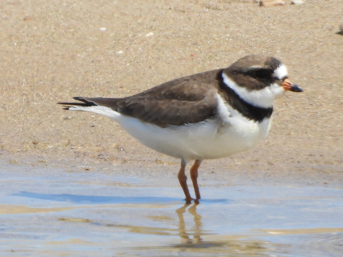 Semipalmated Plover - Carolyn Lueck