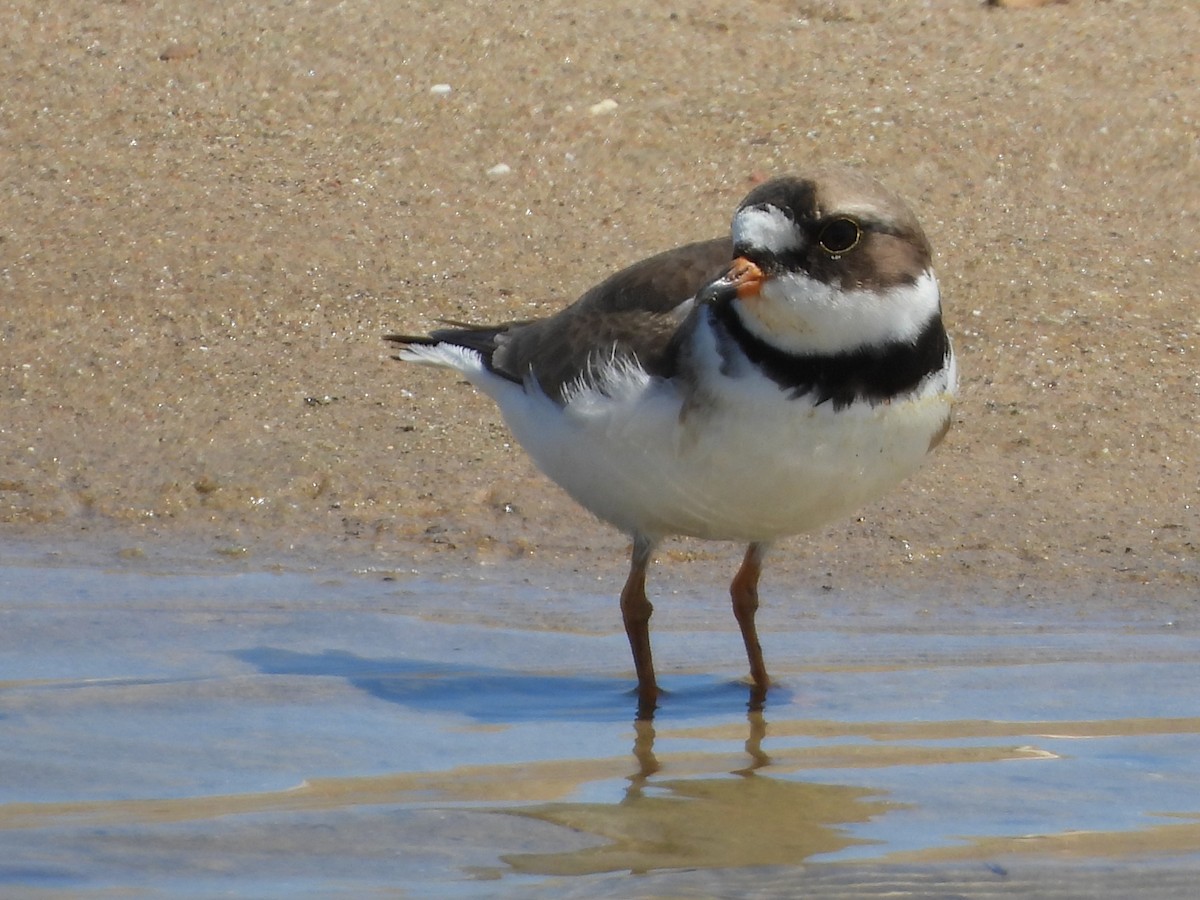 Semipalmated Plover - Carolyn Lueck