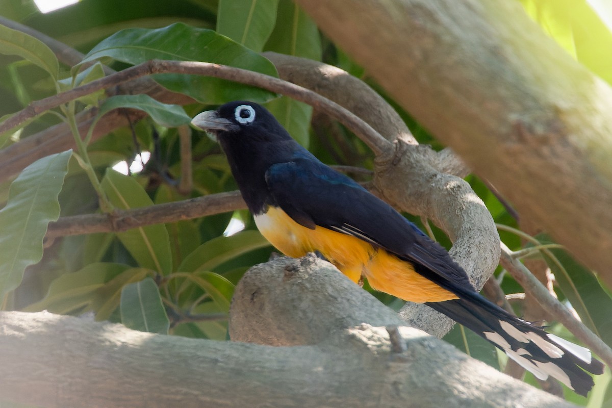 Black-headed Trogon - Toby Ross