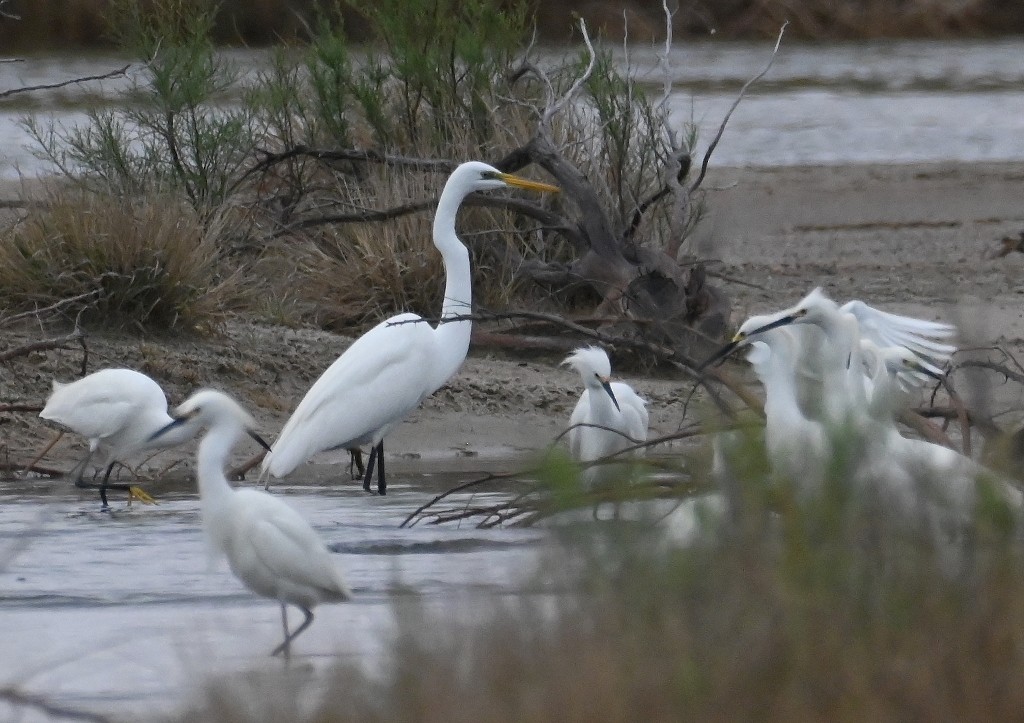 Great Egret - Steve Davis