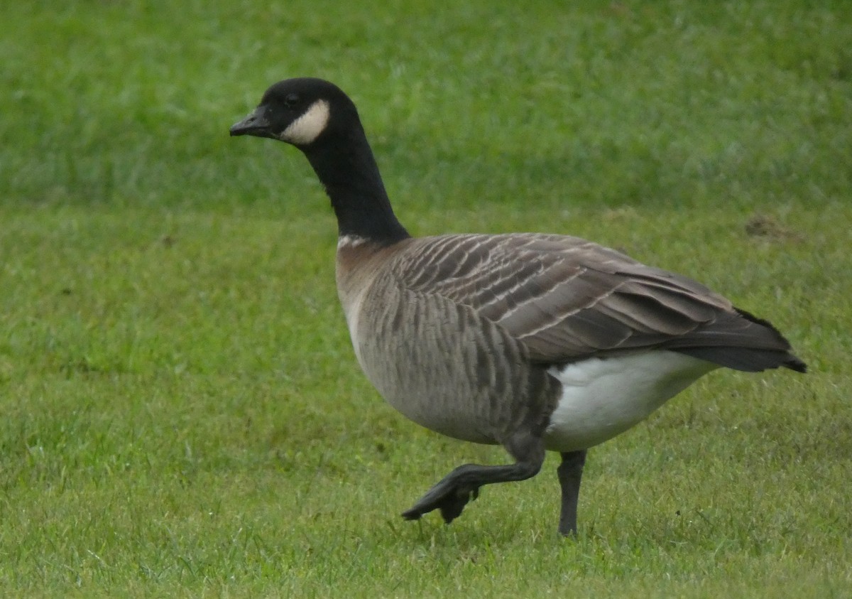 Cackling Goose (Aleutian) - Liam Huber