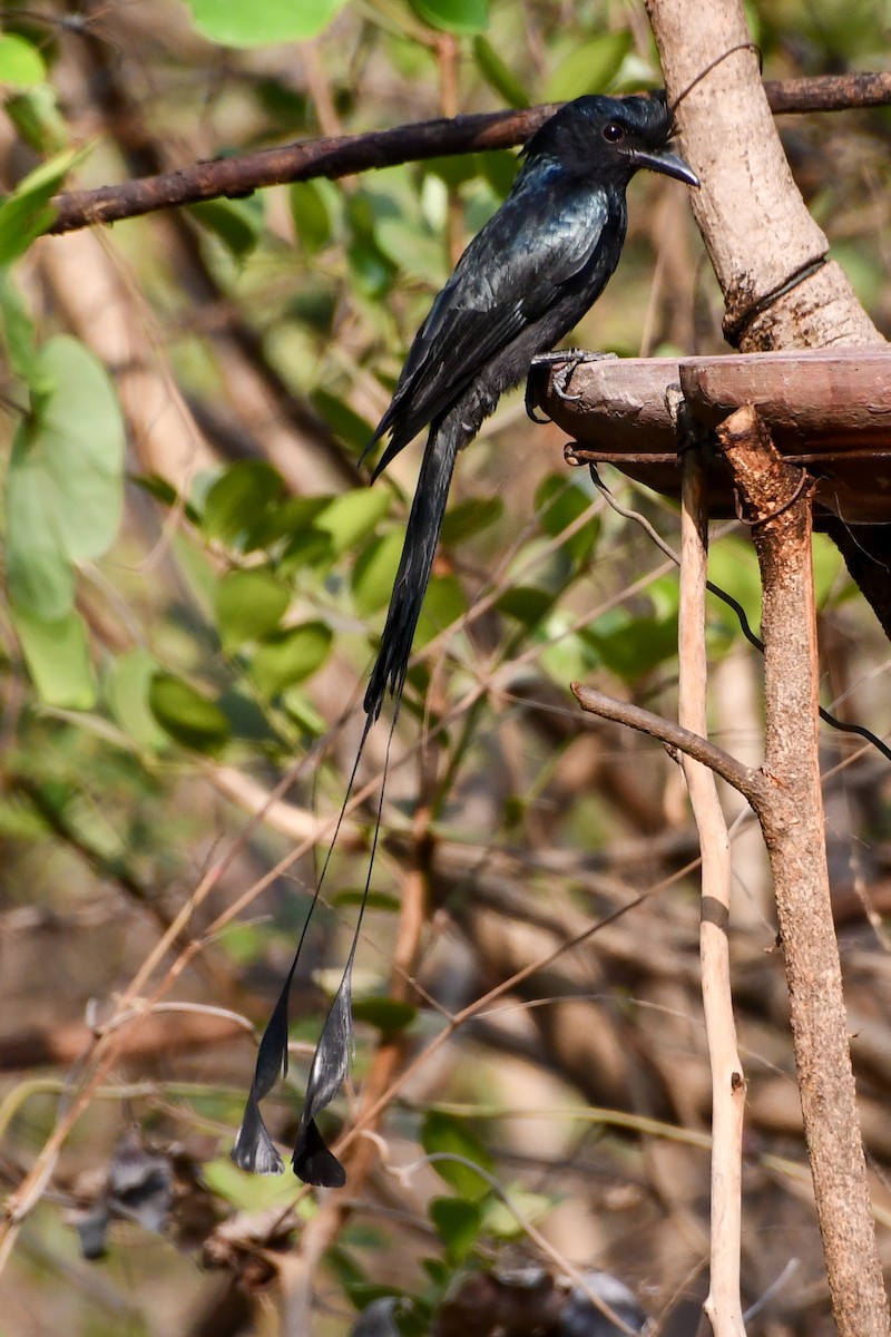 Greater Racket-tailed Drongo - Mohan Shenoy
