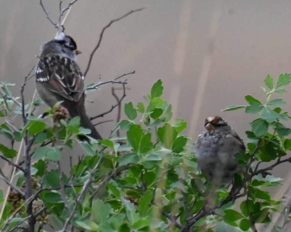 White-crowned Sparrow - Steve Davis
