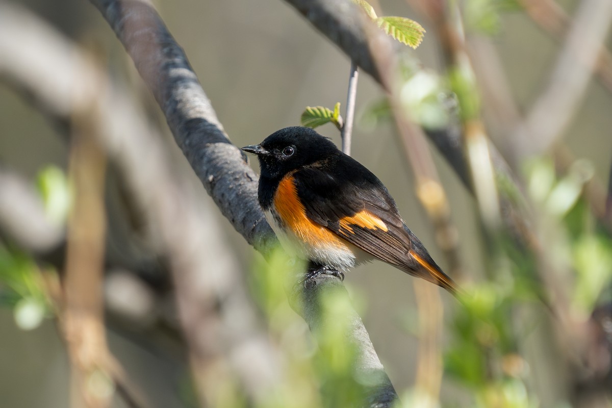 American Redstart - John Marquis