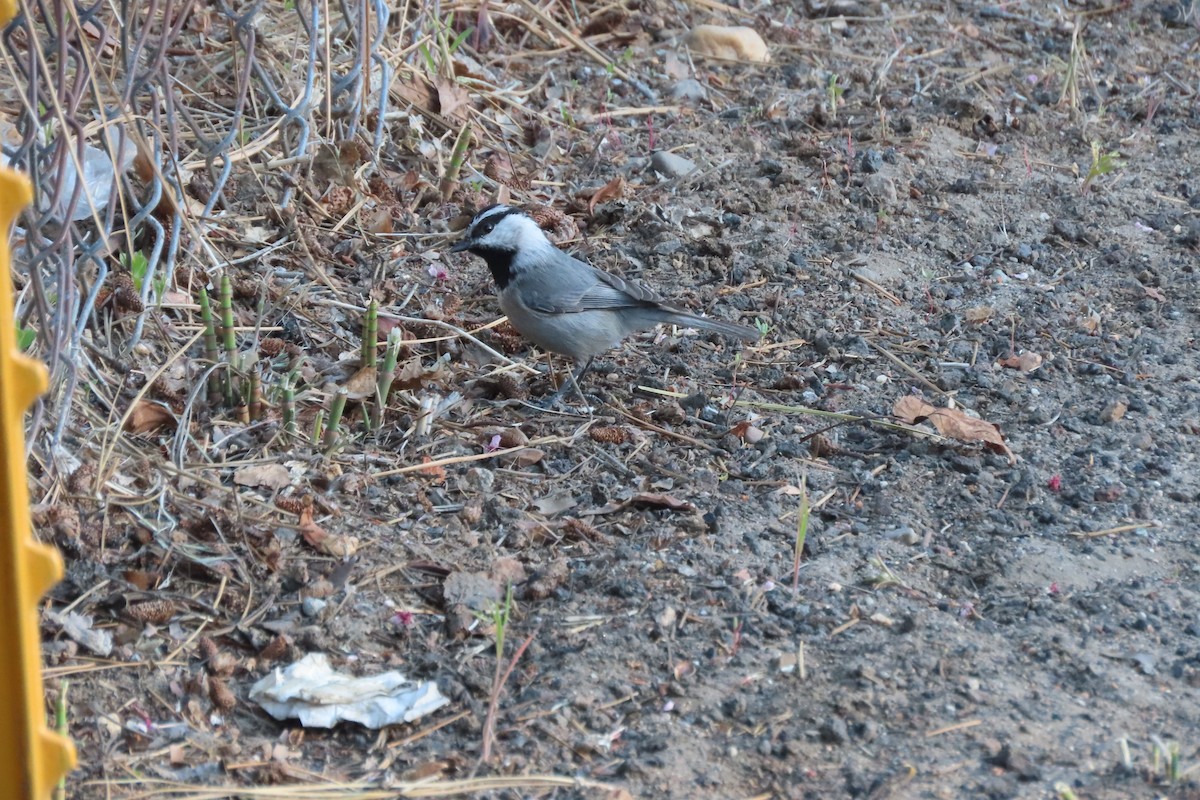 Mountain Chickadee - Becky Turley