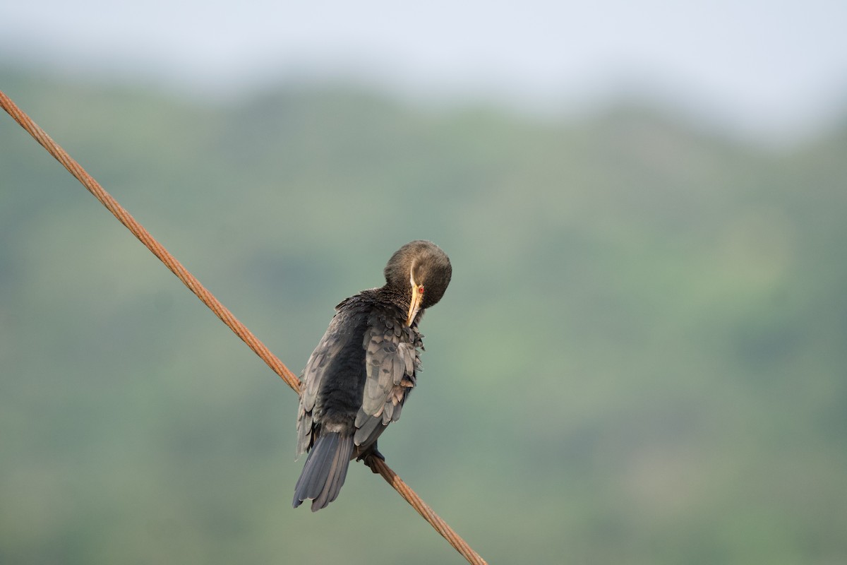 Long-tailed Cormorant - Nick Leiby