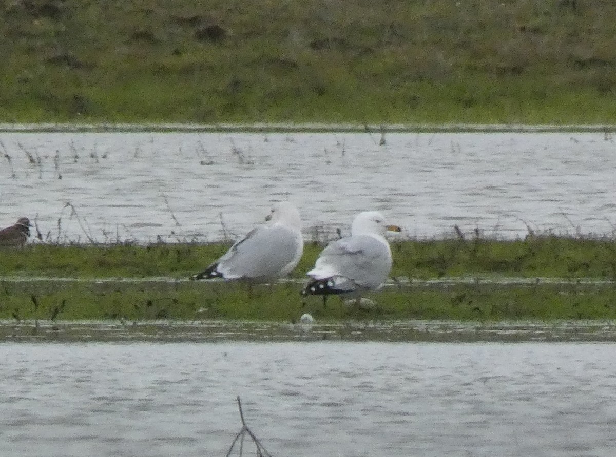 Ring-billed Gull - Liam Huber