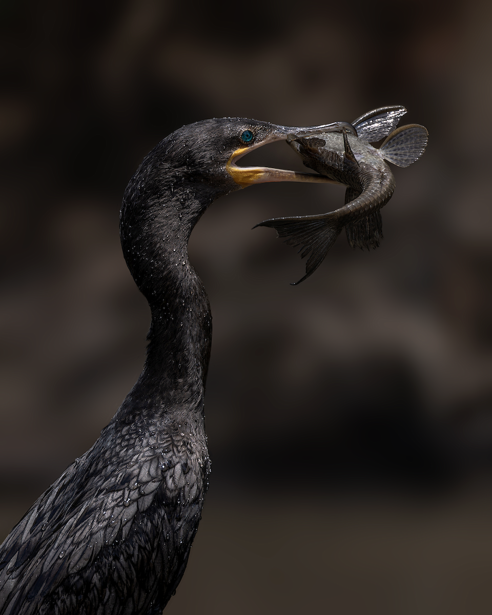 Neotropic Cormorant - ML619473414