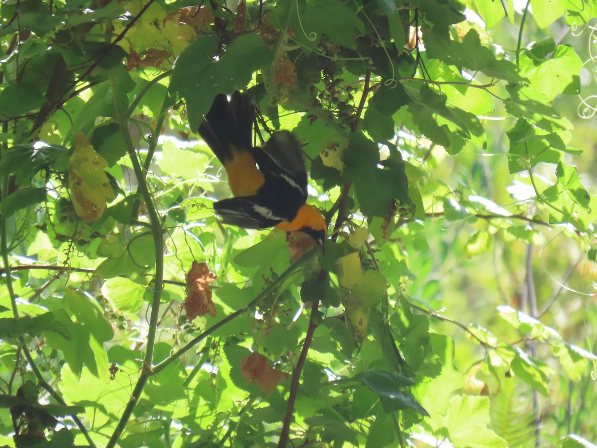 Hooded Oriole - Erica Rutherford/ John Colbert