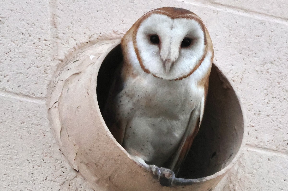 Barn Owl - Gil Ewing