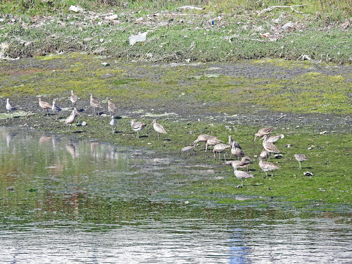 Marbled Godwit - Layton Pace