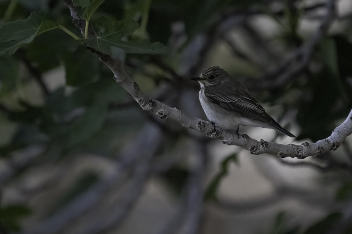 Spotted Flycatcher - ML619473445