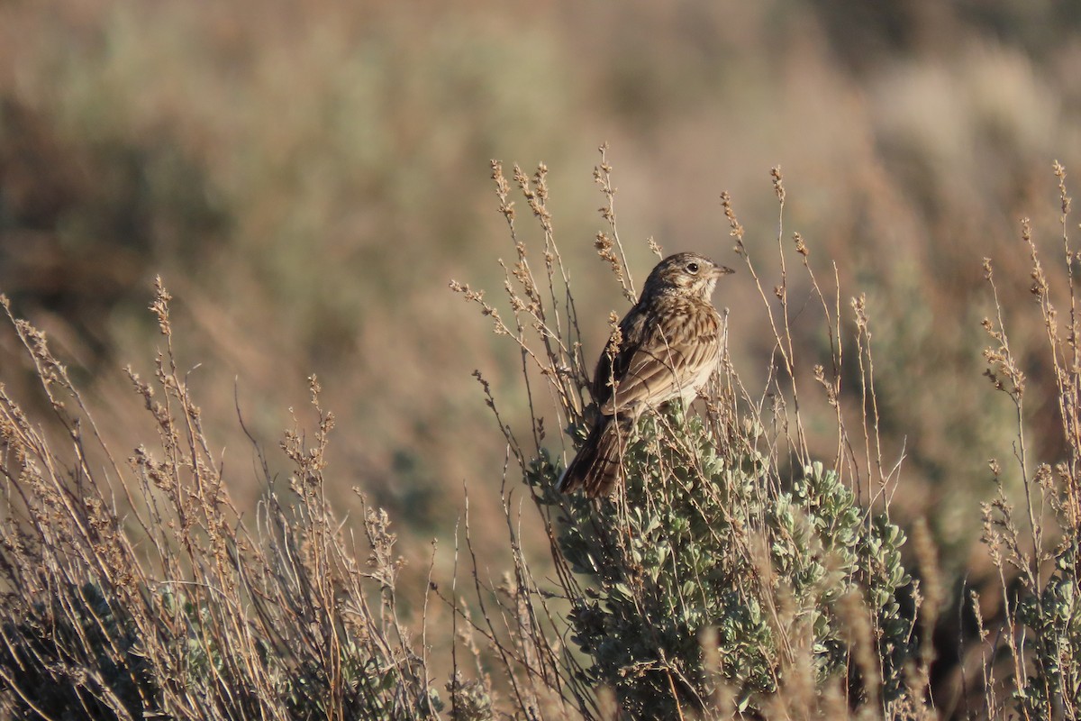 Vesper Sparrow - Becky Turley