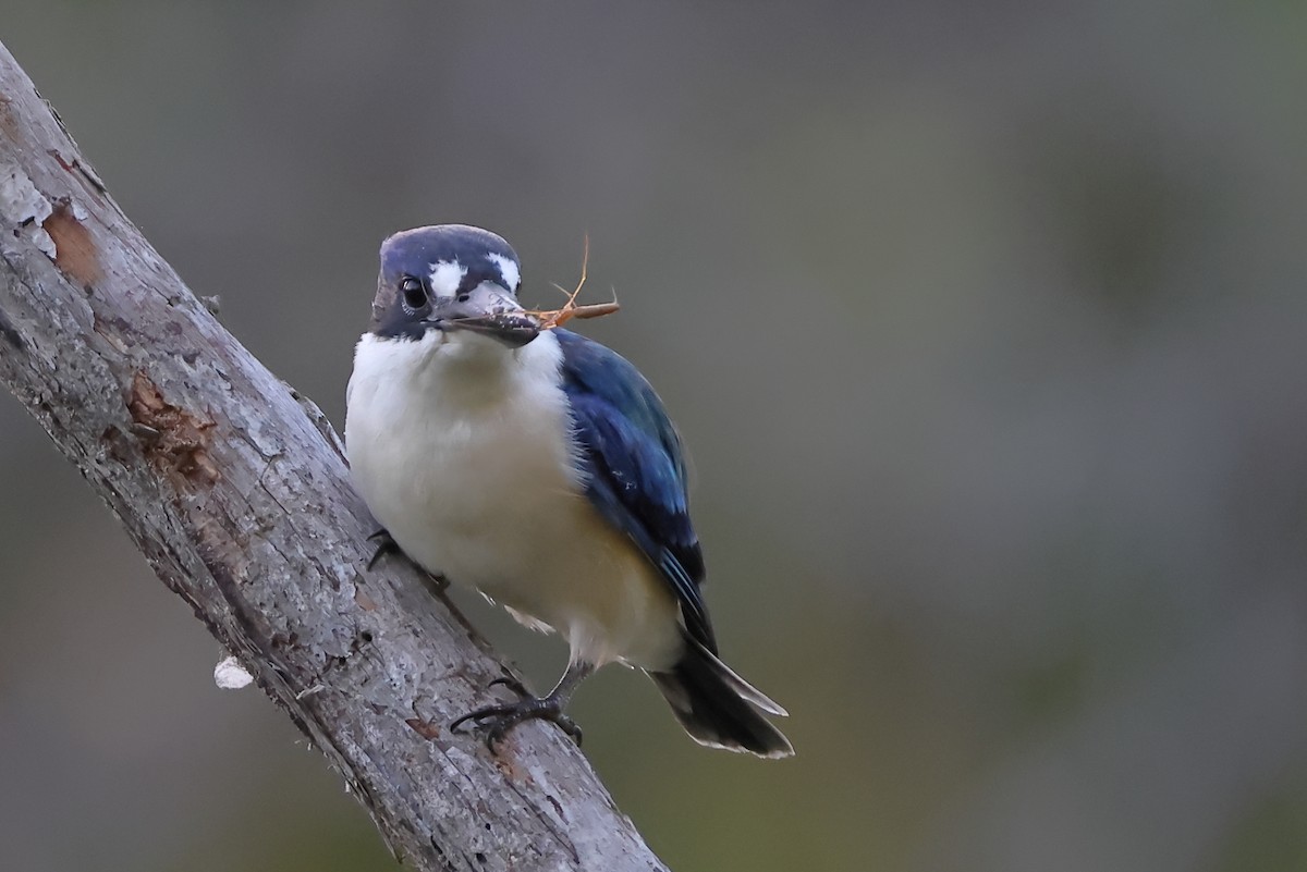 Forest Kingfisher - Tony Ashton