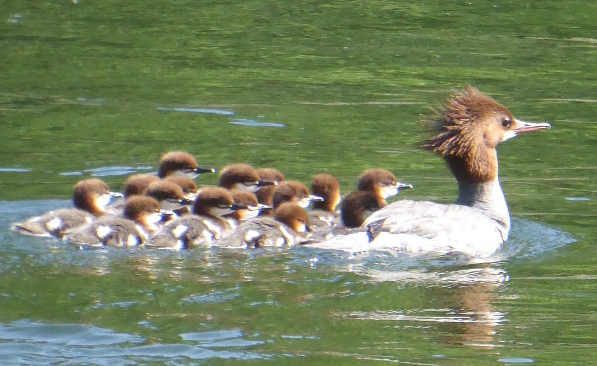 Common Merganser - Glenn Laubaugh