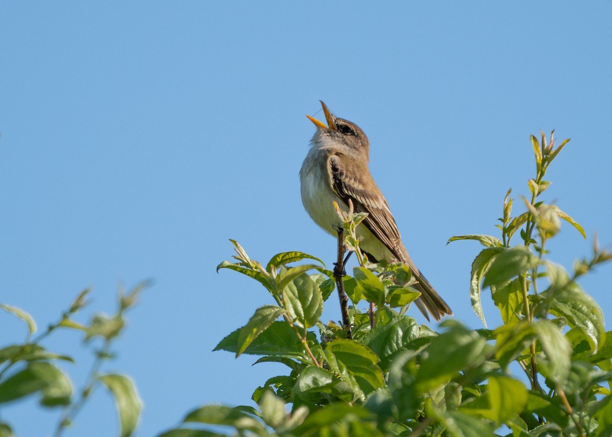 Willow Flycatcher - Dori Eldridge